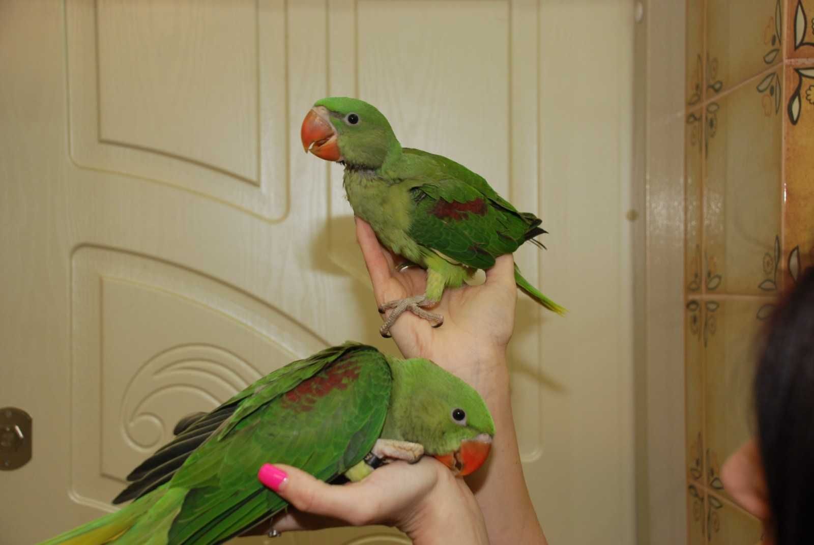 Александрийские попугаи ручные птенцы выкормыши