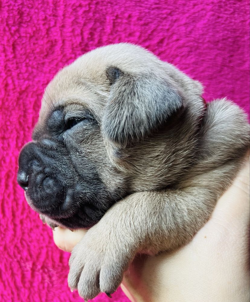 Iria Puma Nero FCI Cane Corso szczenię po GRAND CHAMPIONIE