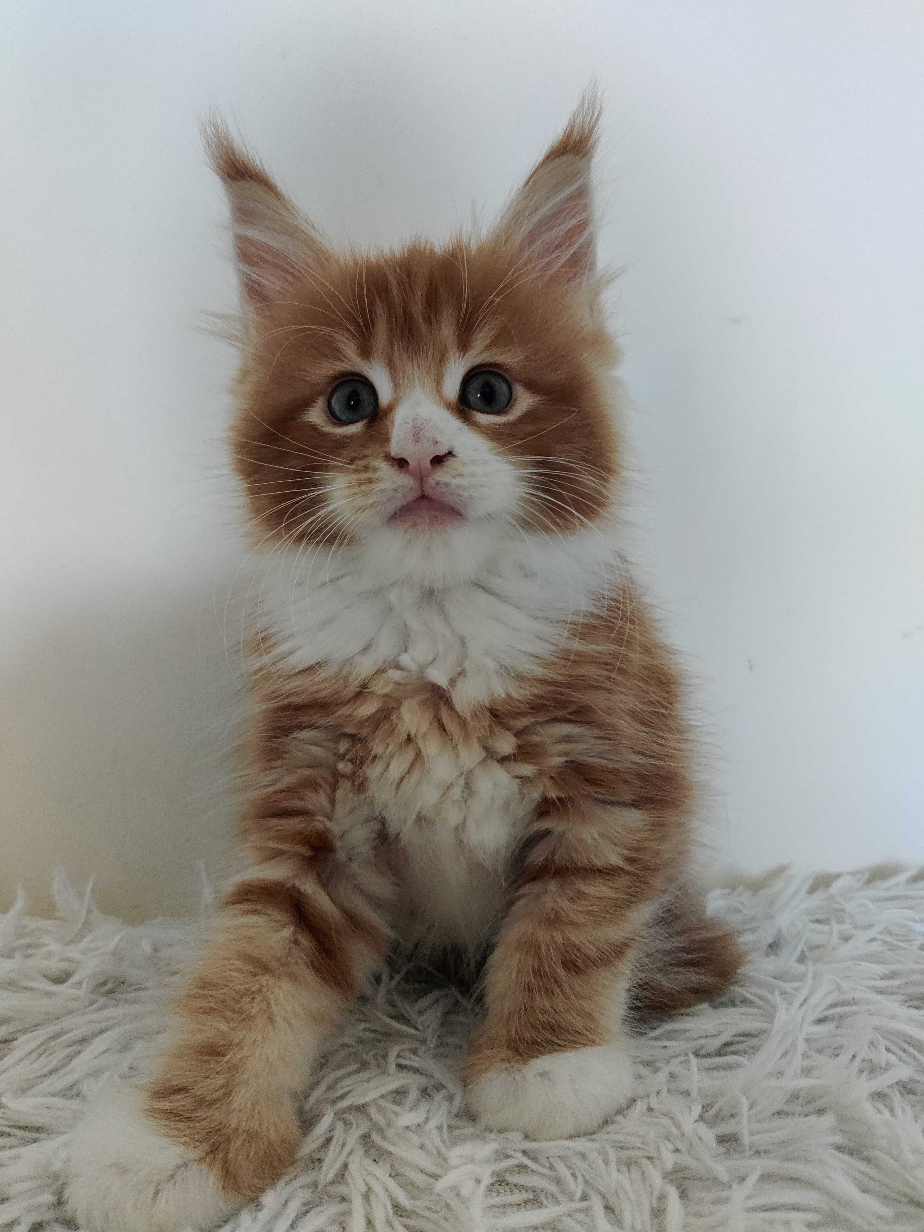 Maine Coon/ Rudy kocurek / FPL