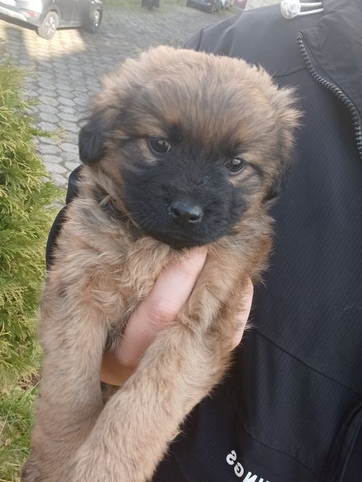 Suczki York mix maltańczyk