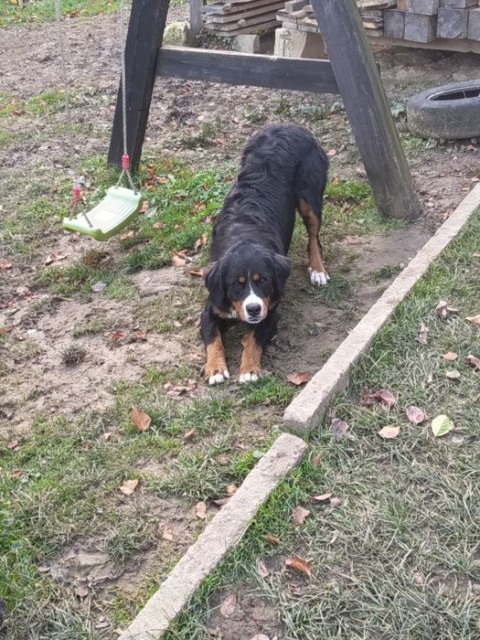 Berneński pies pasterski