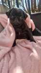 Fabulosa Pug Fêmea Preta