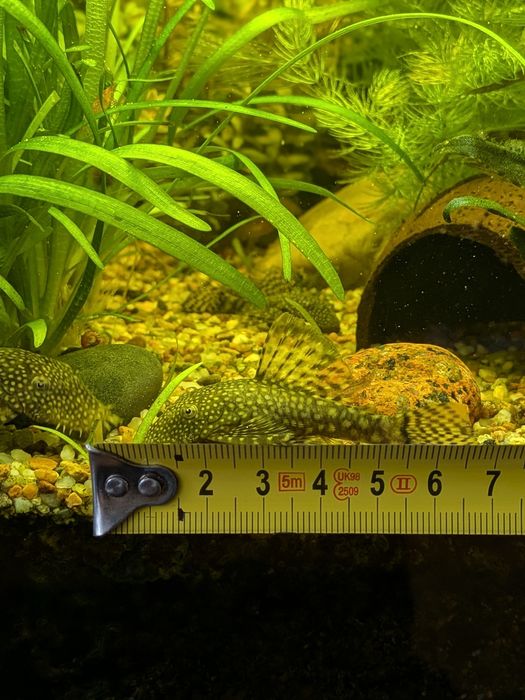 Glonojad duży samiec