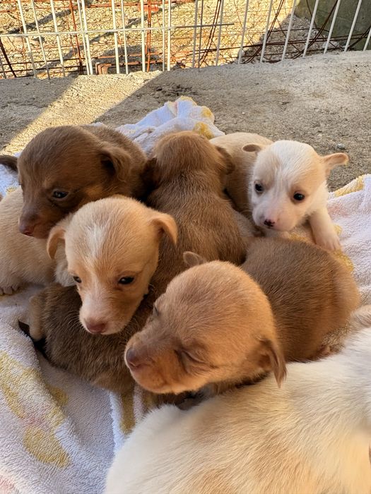 PARA DOAÇÃO - Cães de porte pequeno com 1 mês