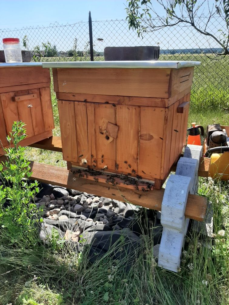 Przyjmuje zamówienia  na odkład pszczeli na ramce wielkopolskie.