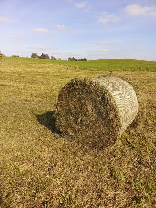 Sprzedam bele sianokiszonki