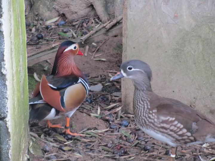 Patos Mandarim  e Carolino