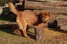 Chow chow mix Czaki szuka domu schronisko Zgierz -aktualne