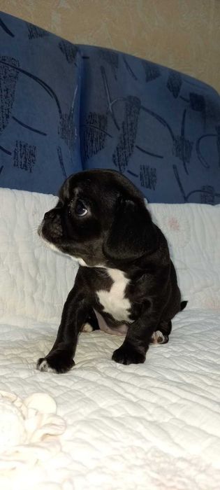 Девочка. привита по возрасту. Вет паспорт.