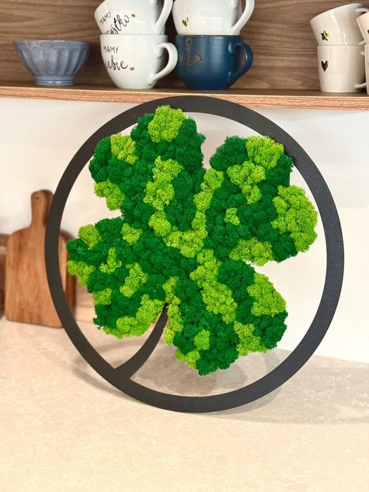 Mech chrobotek czterolistna koniczyna 40 cm