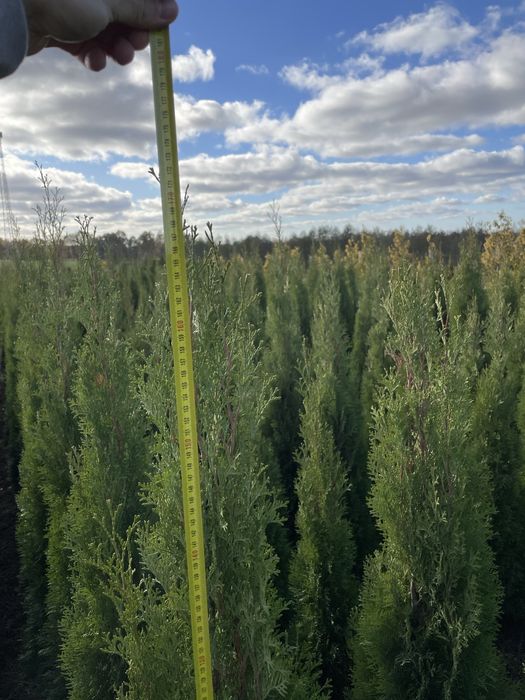 Tuja Thuja Szmaragd Brabant
