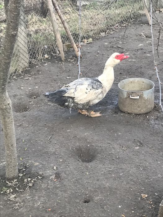 Качки шипуни