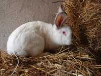 Samica królika 4,5 kg