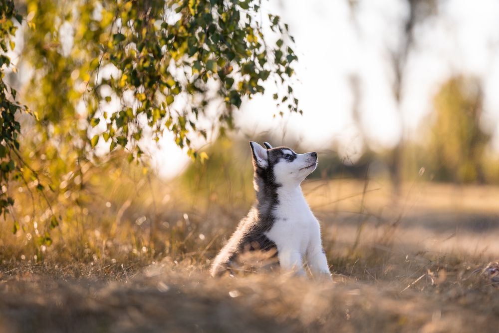 Siberian Husky Zkwp Fci