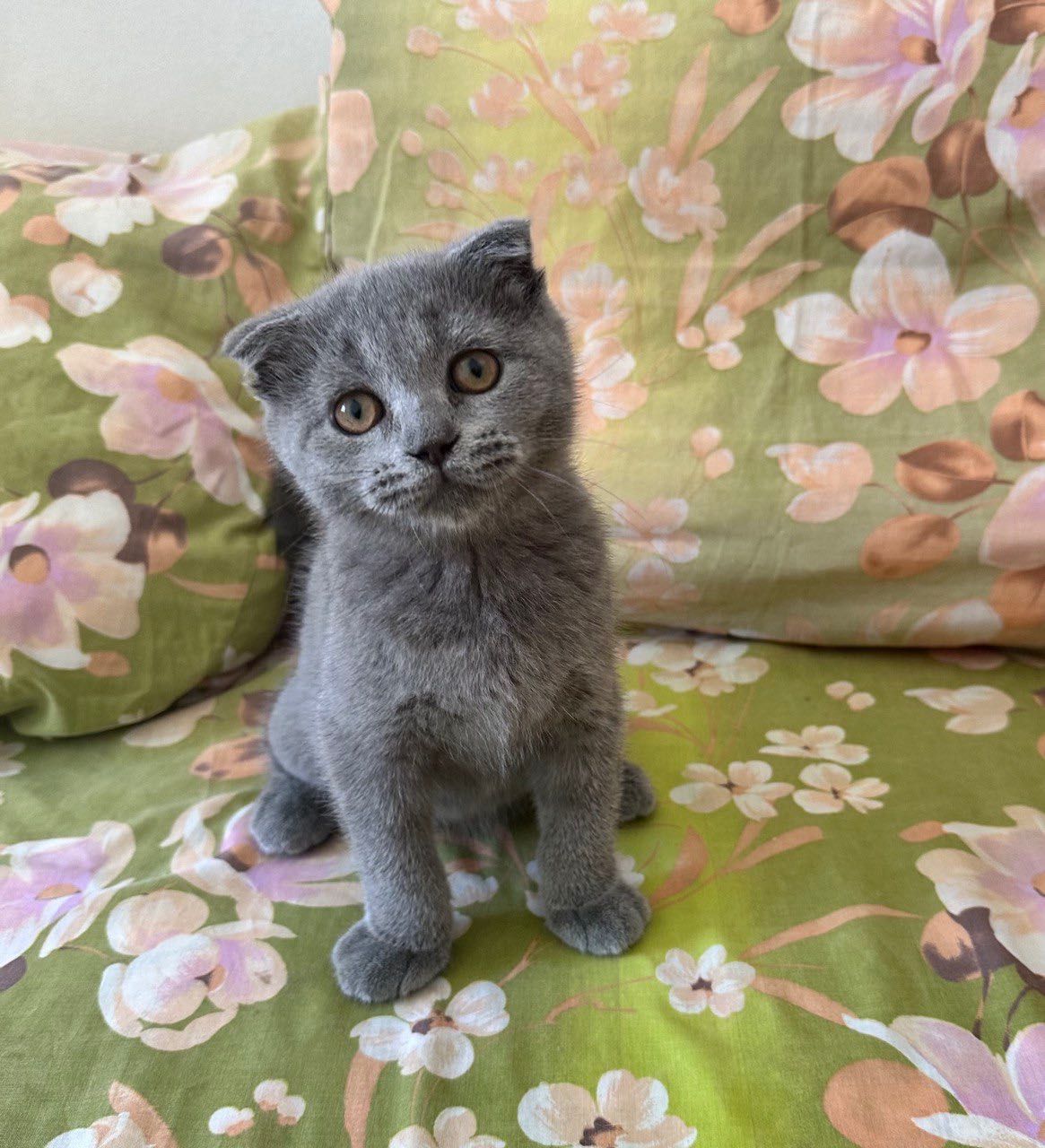 Scottish Fold macho