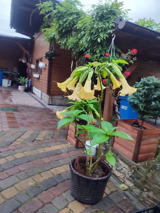 Бругмансія або ангельські дзвони