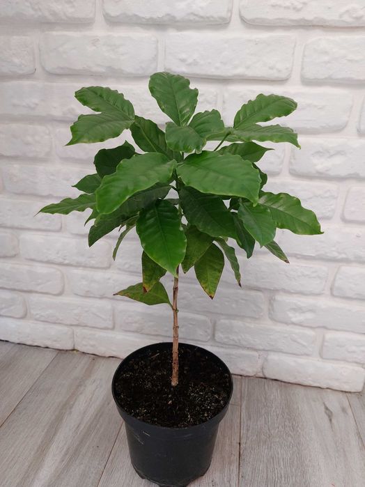 Саженцы кофе арабика.