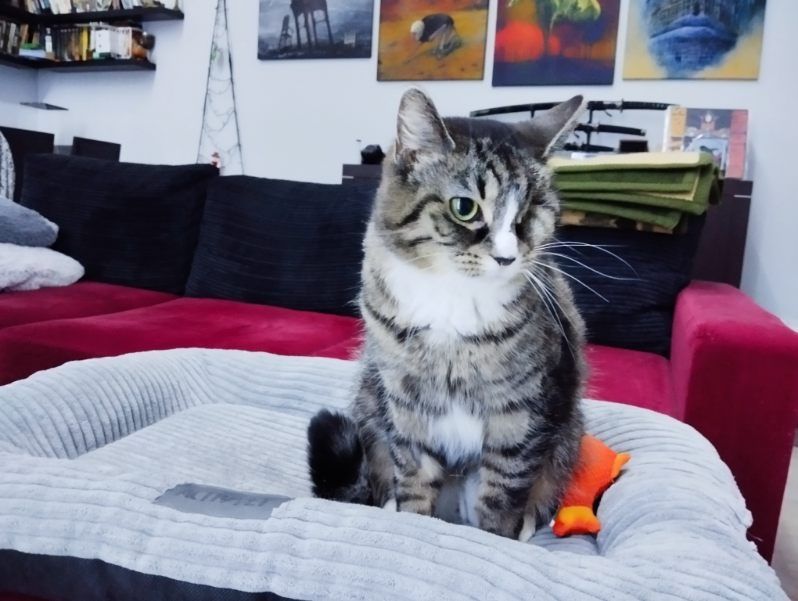 Koteczka do adopcji