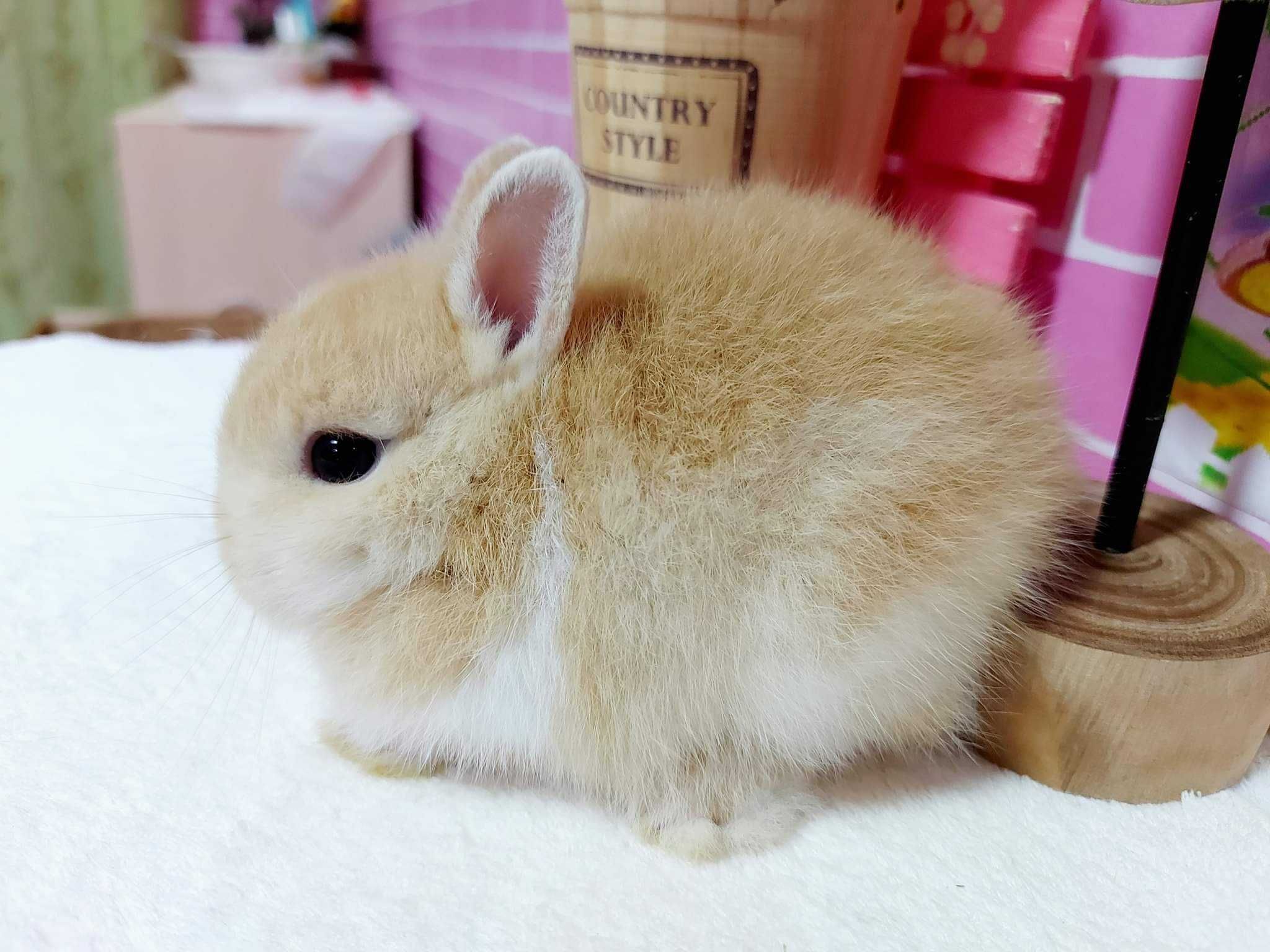 Coelhos anões mini holandês e minitoy muito fofos, KIT completo