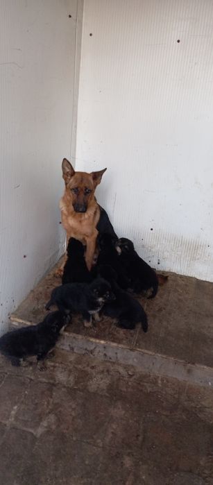 Щенки немецкой овчарки