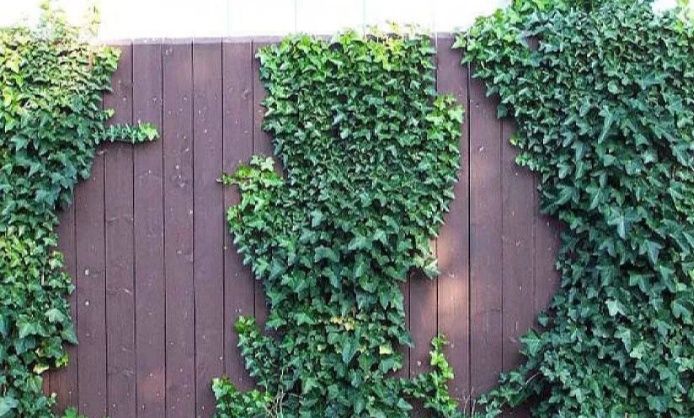 Плющ вічнозелений