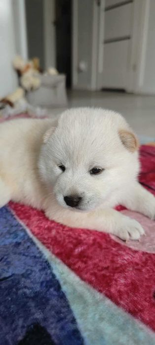 Shiba Inu-śliczna dziewczynka-FCI
