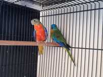 Viveiros triplos com aves