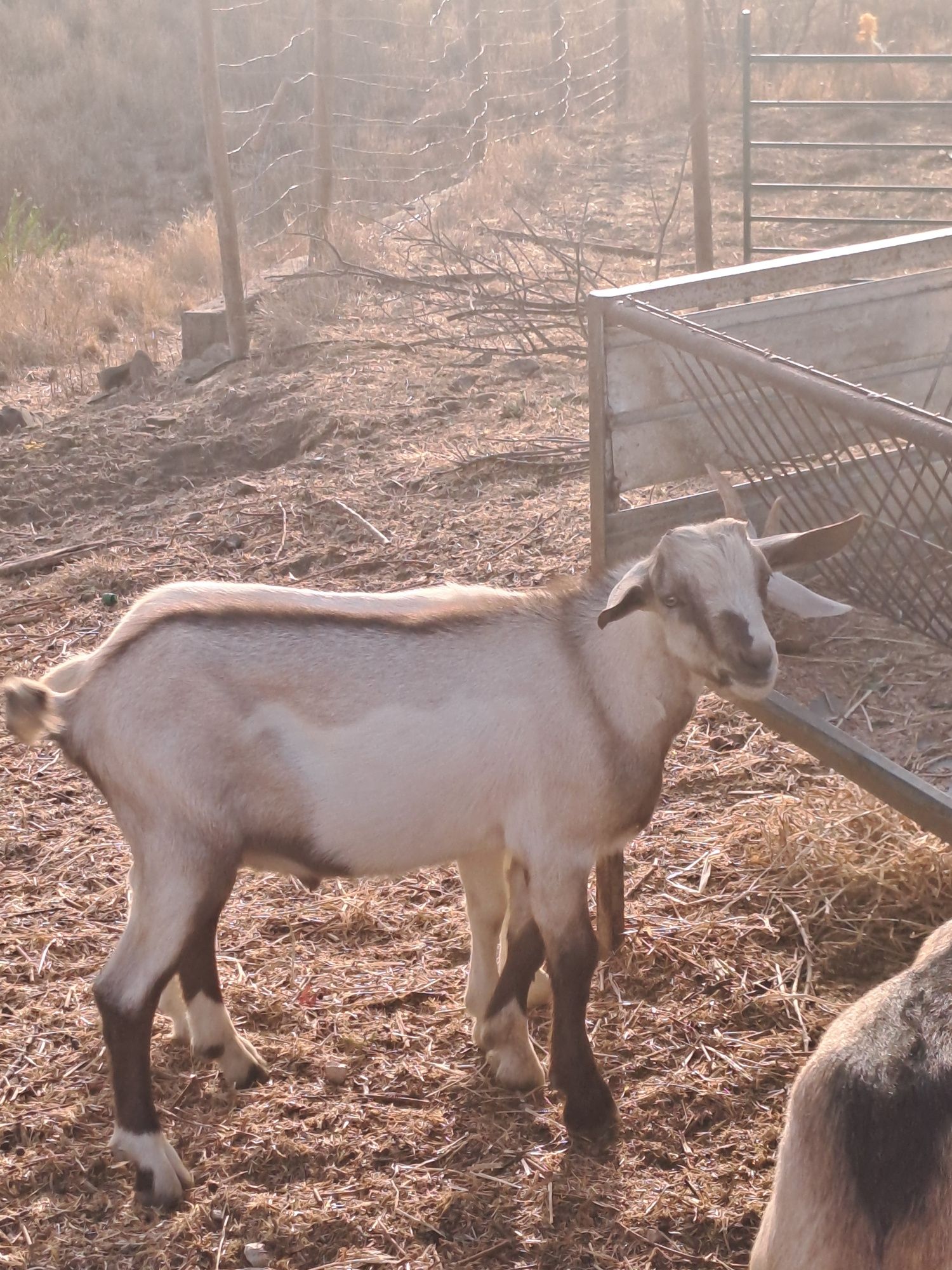 Cabrito bode mistura de Sannen com serpentina