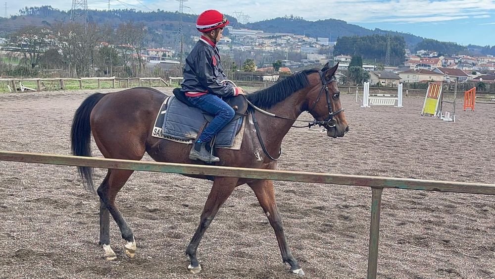 Vendo Égua Puro Sangue Inglês