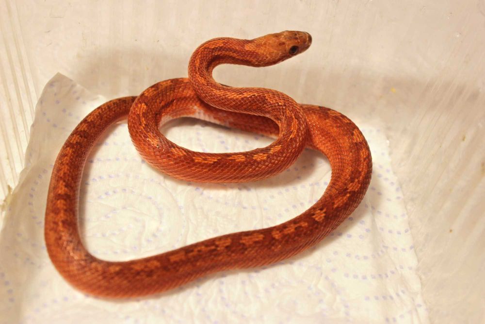 Wąż zbożowy Bloodred Pied Sided Tessera