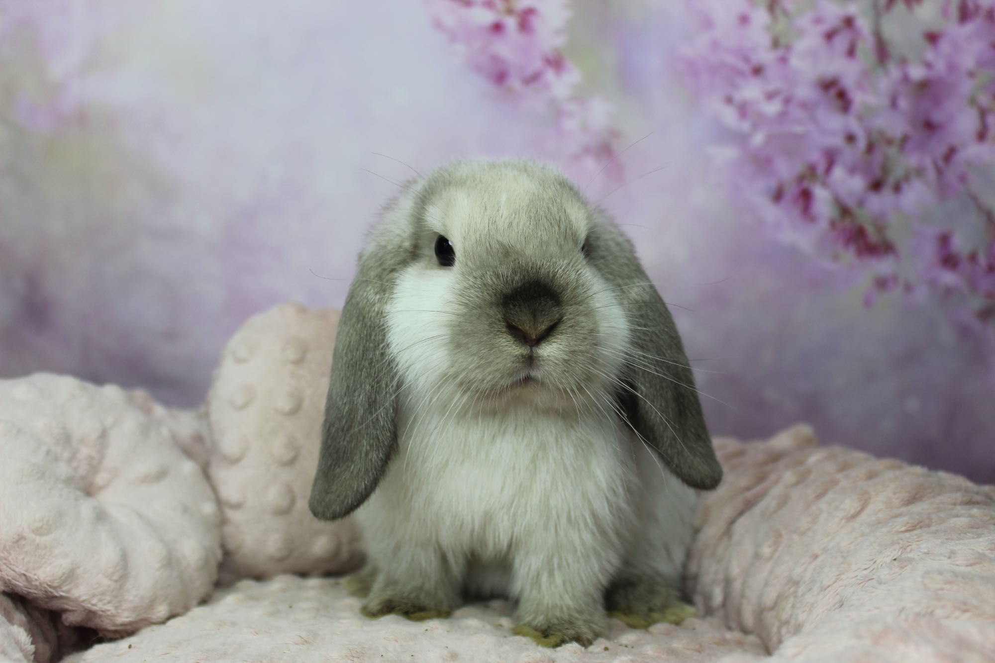 Cudowne króliczki mini lop juz do odbioru, legalna hodowla