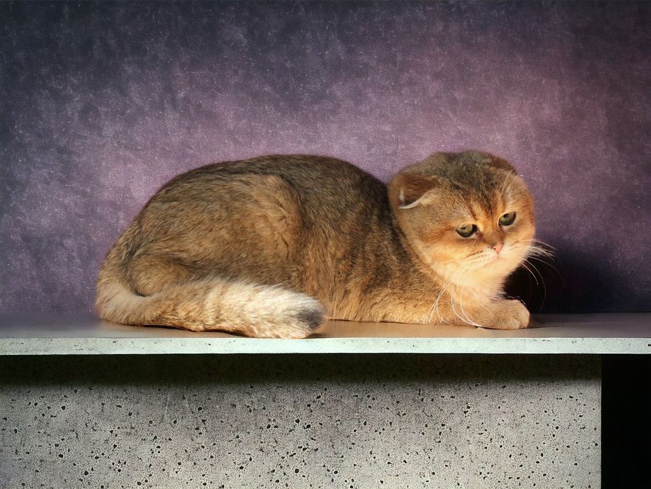 Очень трепетный котик