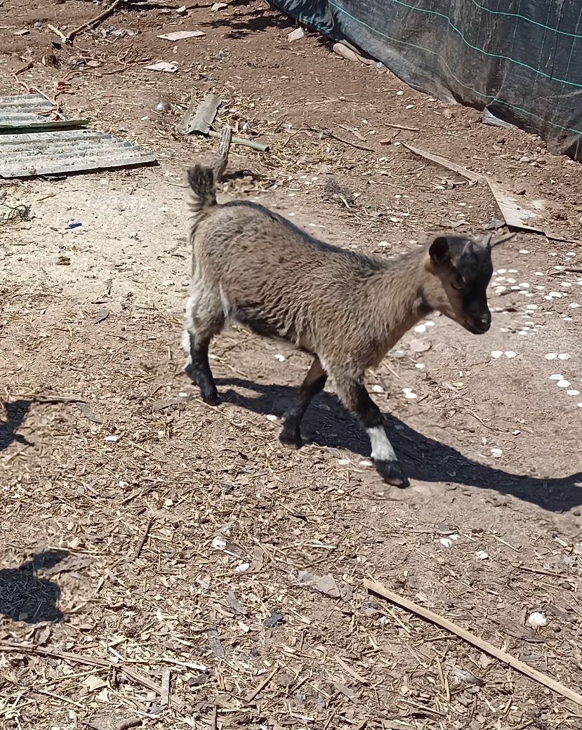 Cabras anãs jovens