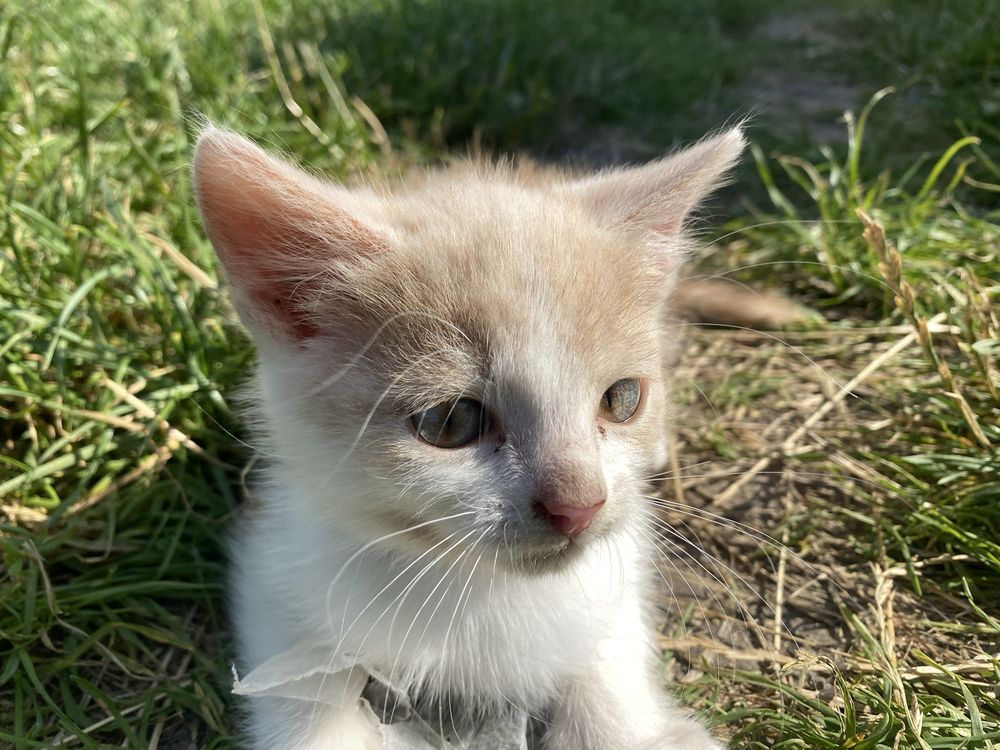 Кошеня(Володимирець)