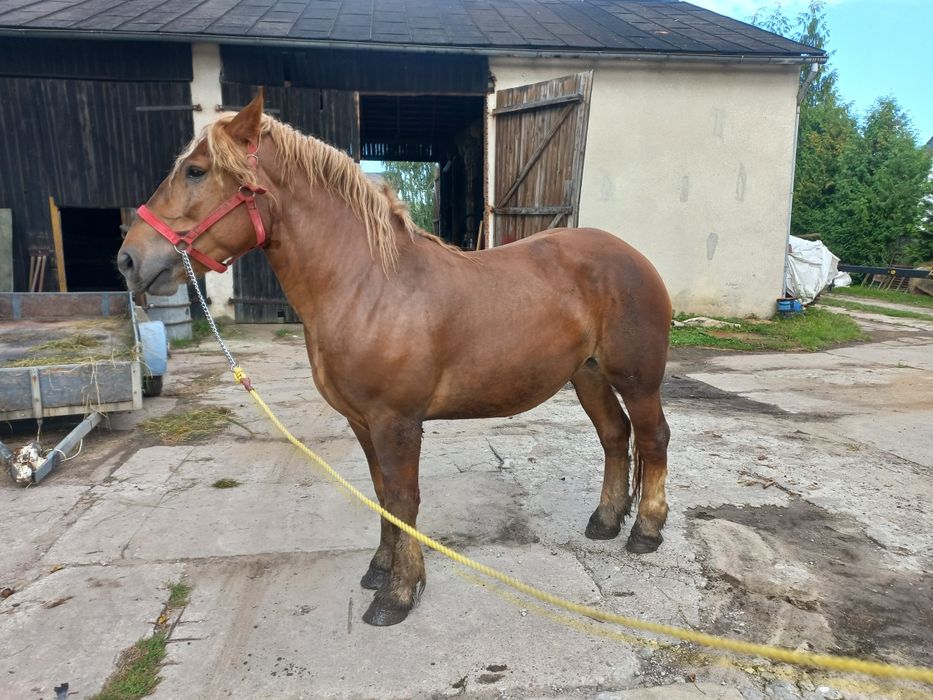 Klacz sztumska 3-letnia źrebna