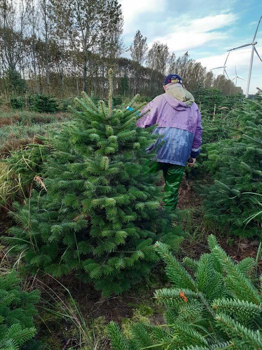 ***JODŁA KAUKASKA *** ŚWIERK*** jodła w doniczce