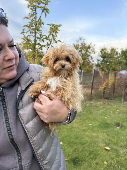 Ексклюзивний мальтіпу мікро — маленький формат, велике серце.