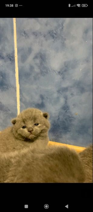 Продам(бронювання) котеняток