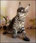 Koteczka Maine Coon Katia w opcji do hodowli