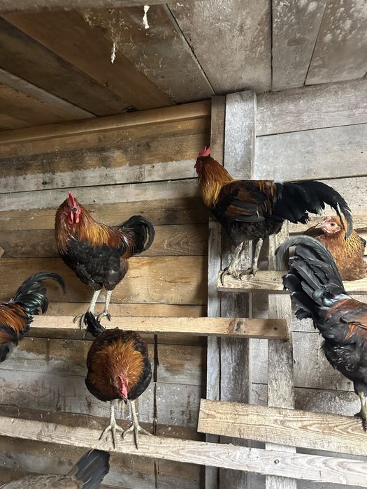 Koguty Zielononóżki