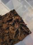 Ptasznik Xenesthis immanis 6 dc