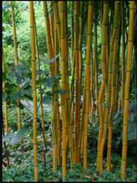 Морозостійкий бамбук Phyllostachys aureosulcata