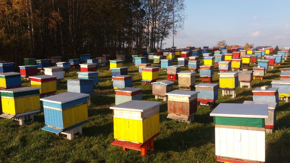 Odkłady pszczele, pszczoły, ule, rodziny pszczele, roje.