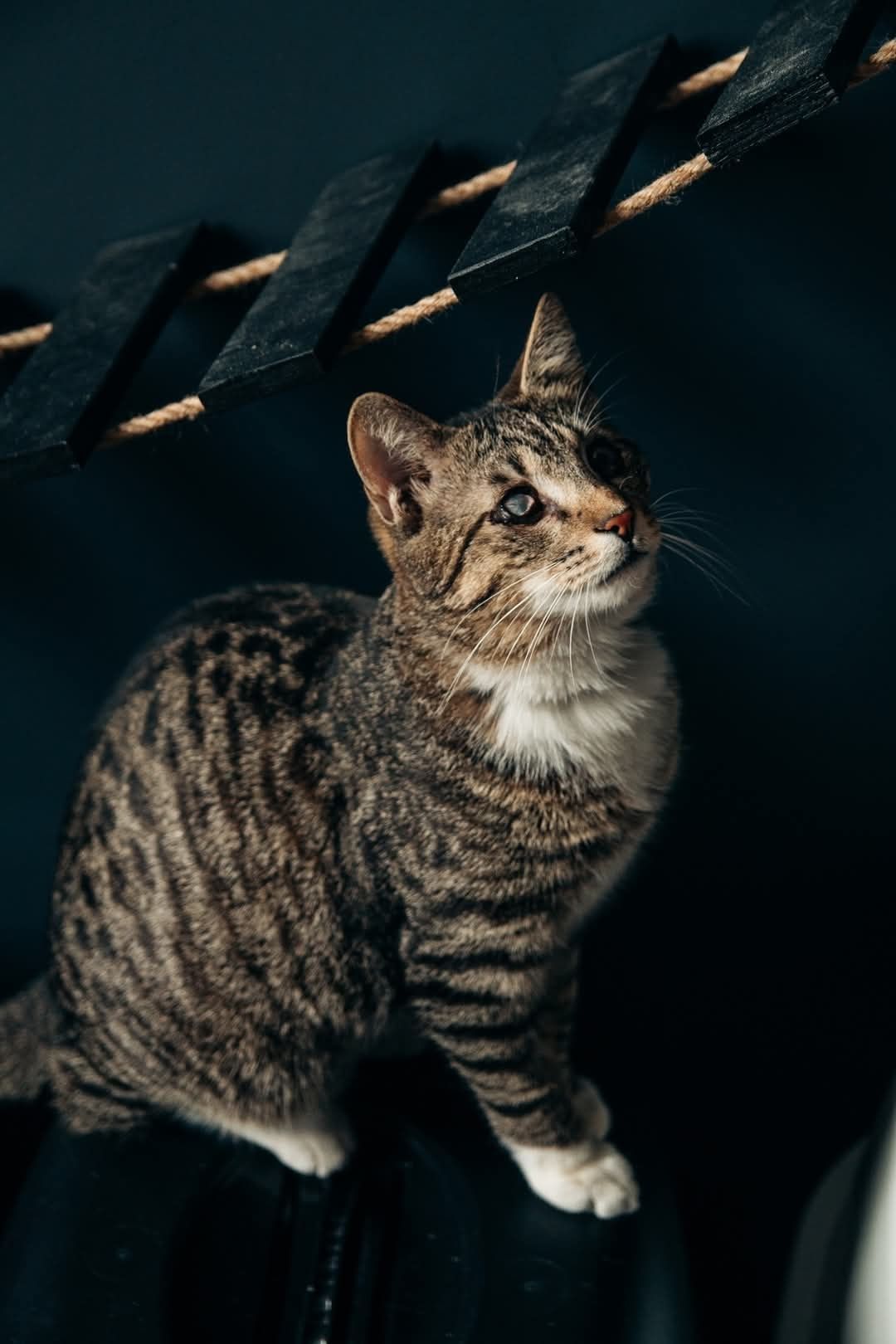 Ktuś? Cuś? – pyta prawie niewidomy Kovuś