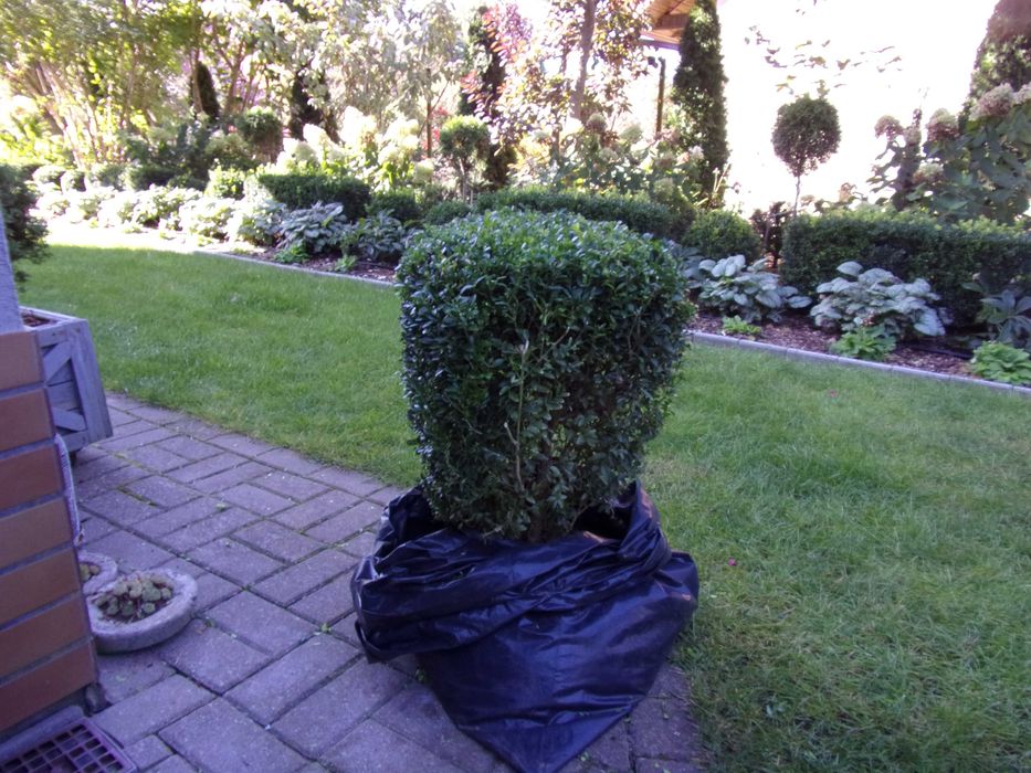 piękny duży bukszpan zdrowy prawie kula odbiór Olsztyn gratis kalina