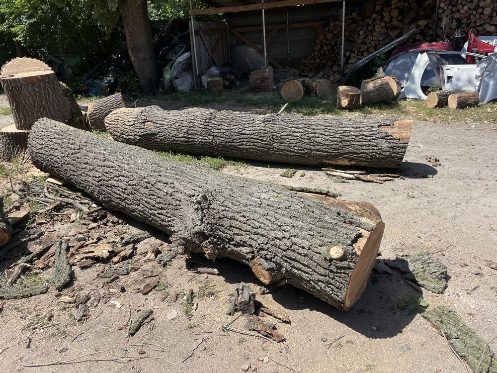 Продам дуб кругляк .