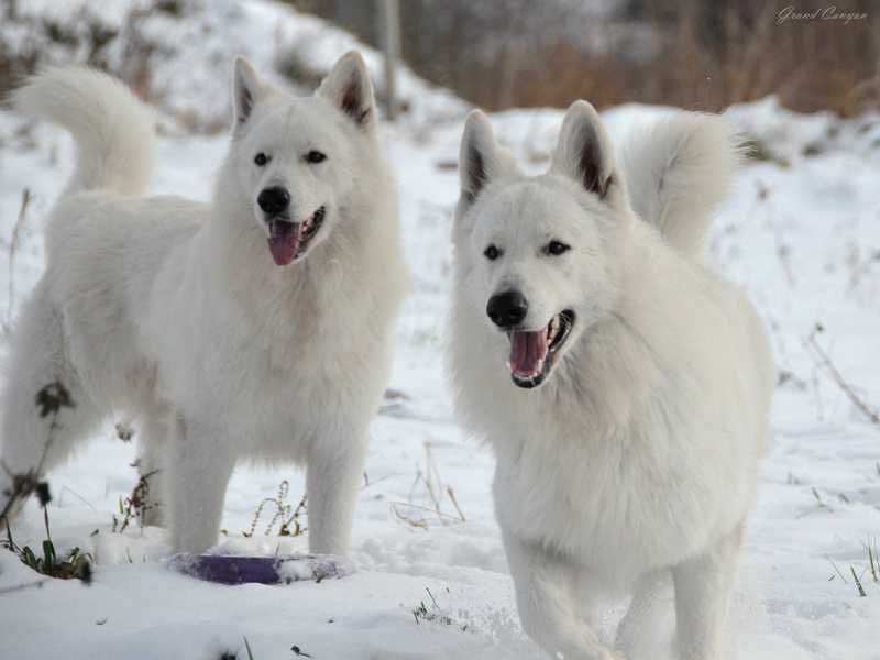 Biały Owczarek Szwajcarski - hodowla FCI z ponad 20 letnią tradycją