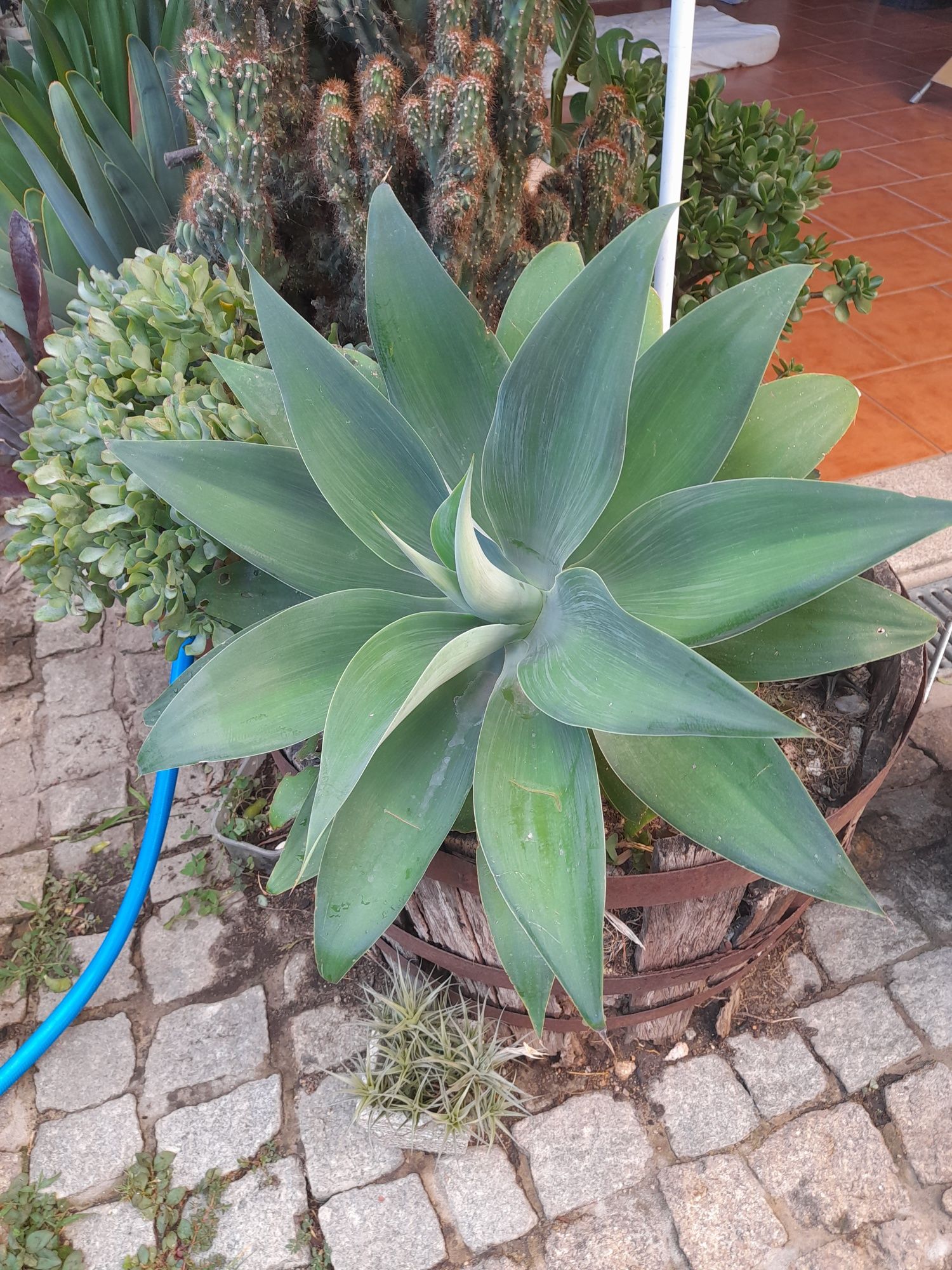 Catos, suculentas e agave