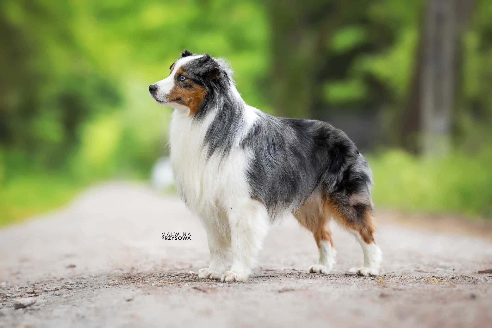 Miniaturowy Owczarek Amerykański MAS FCI ZKWP Blue Merle