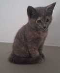 Gatinha British shortair Azul.